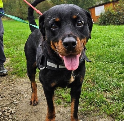 Fifile verträgliche Rottweiler Hündin, Rottweiler - Hündin