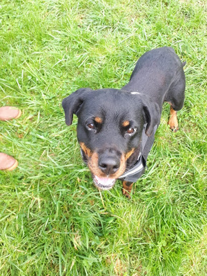 Fifile verträgliche Rottweiler Hündin, Rottweiler - Hündin