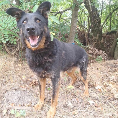 🐶Figaro freundlich und nett, läuft perfekt an der Leine und nimmt seinen quietschenden Ball überall hin mit......💥, Deutscher Schäferhund Mischling - Rüde 1