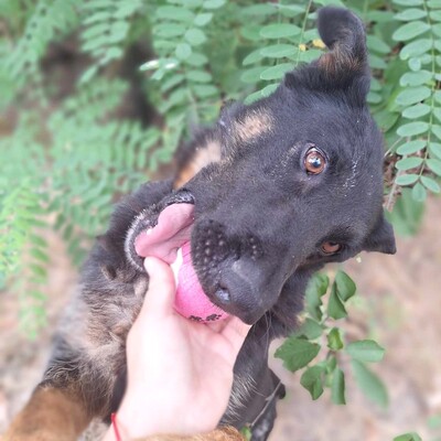 🐶Figaro freundlich und nett, läuft perfekt an der Leine und nimmt seinen quietschenden Ball überall hin mit......💥, Deutscher Schäferhund Mischling - Rüde