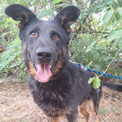 🐶Figaro freundlich und nett, läuft perfekt an der Leine und nimmt seinen quietschenden Ball überall hin mit......💥, Deutscher Schäferhund Mischling - Rüde