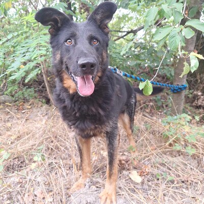 🐶Figaro freundlich und nett, läuft perfekt an der Leine und nimmt seinen quietschenden Ball überall hin mit......💥, Deutscher Schäferhund Mischling - Rüde