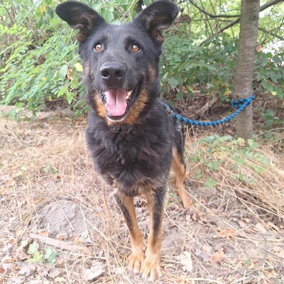 🐶Figaro freundlich und nett, läuft perfekt an der Leine und nimmt seinen quietschenden Ball überall hin mit......💥, Deutscher Schäferhund Mischling - Rüde