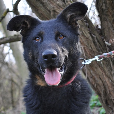 🐶Figaro freundlich und nett, läuft perfekt an der Leine und nimmt seinen quietschenden Ball überall hin mit......💥, Deutscher Schäferhund Mischling - Rüde