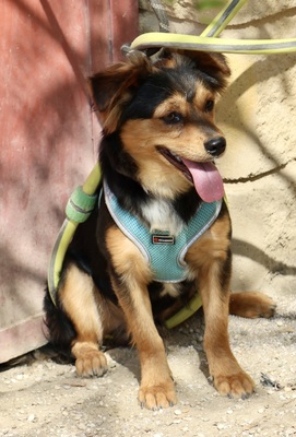 Figo, Mix - Rüde
