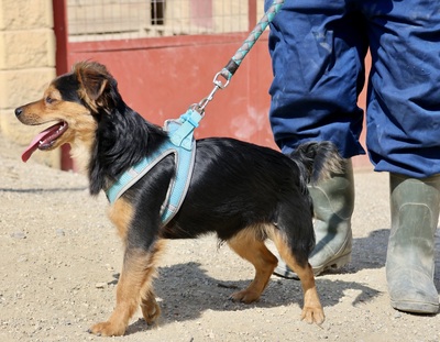 Figo, Mix - Rüde