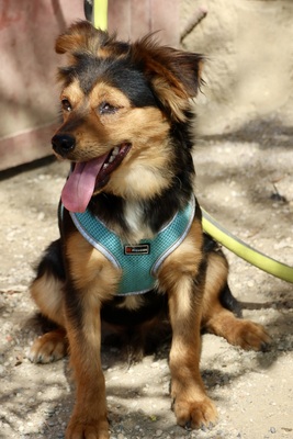Figo, Mix - Rüde