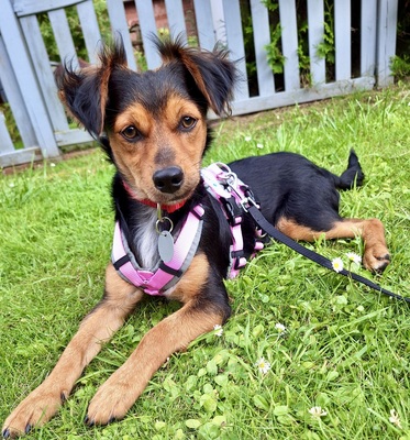 Figo, Mix - Rüde