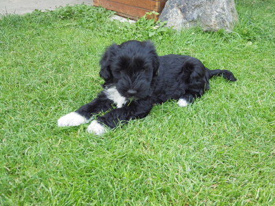 Fii Shalu Gompa, Tibet-Terrier Welpen - Hündin