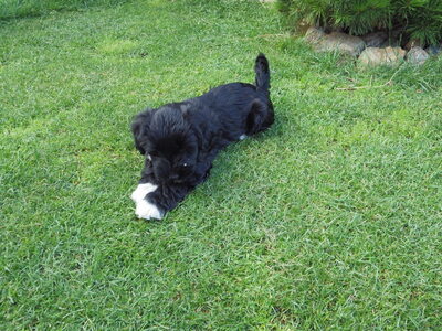 Fii Shalu Gompa, Tibet-Terrier Welpen - Hündin