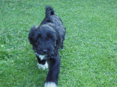 Fii Shalu Gompa, Tibet-Terrier Welpen - Hündin