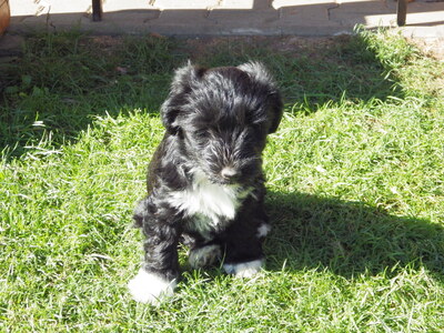 Fii Shalu Gompa, Tibet-Terrier Welpen - Hündin