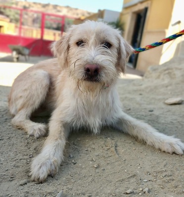 Fili