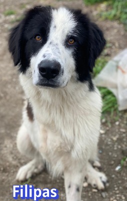 Filipas, Mischling - Rüde