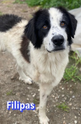 Filipas, Mischling - Rüde