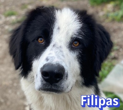 Filipas, Mischling - Rüde