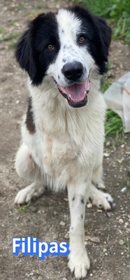 Filipas, Mischling - Rüde