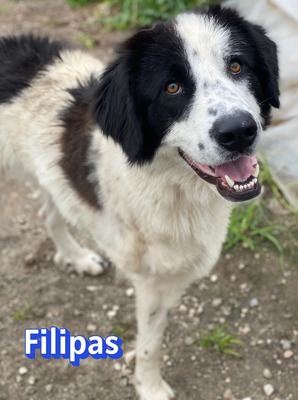 Filipas, Mischling - Rüde