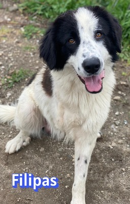 Filipas, Mischling - Rüde