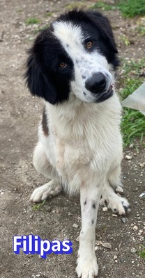 Filipas, Mischling - Rüde