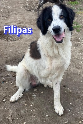 Filipas, Mischling - Rüde