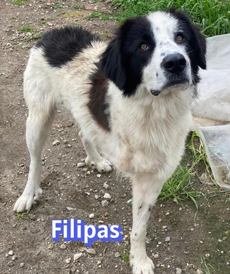 Filipas, Mischling - Rüde