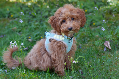 Filly, Zwergpudel Welpen - Hündin