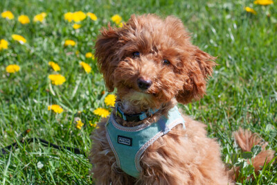 Filly, Zwergpudel Welpen - Hündin