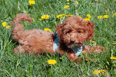 Filly, Zwergpudel Welpen - Hündin