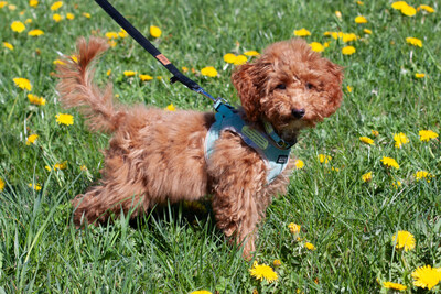 Filly, Zwergpudel Welpen - Hündin