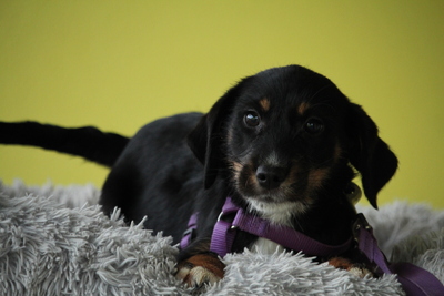 Filona, Mischling Welpen - Hündin