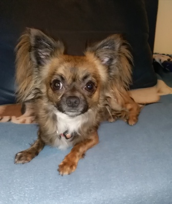 Filou, Chihuahua - Rüde