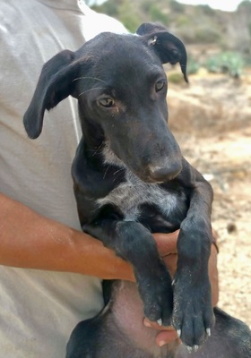 Filou, Galgo Espanol Welpen - Rüde