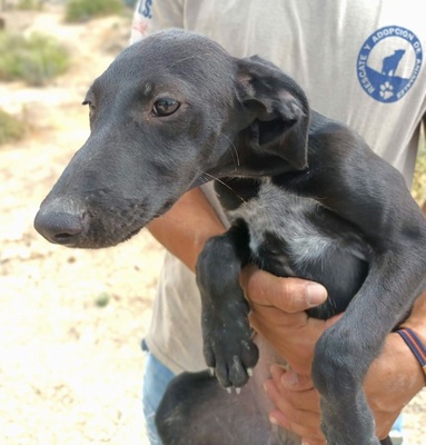 Filou, Galgo Espanol Welpen - Rüde