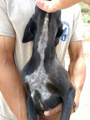 Filou, Galgo Espanol Welpen - Rüde