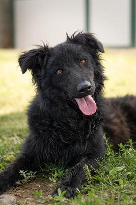 Filou - R E S E R V I E R T !!!!! menschenbezogen, verschmust, verspielt, sehr aktiv und lebhaft