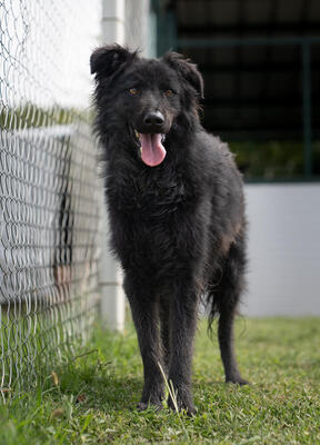 Filou - R E S E R V I E R T !!!!! menschenbezogen, verschmust, verspielt, sehr aktiv und lebhaft, Mischling (Video-Link vorhanden) - Rüde