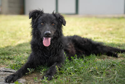 Filou - R E S E R V I E R T !!!!! menschenbezogen, verschmust, verspielt, sehr aktiv und lebhaft, Mischling (Video-Link vorhanden) - Rüde