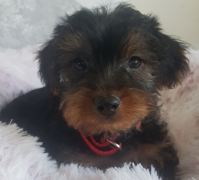 Filou, Yorkshire Terrier Welpen - Rüde