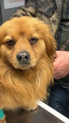 Filou, kleiner Sonnenschein auf der Suche nach seinem Glück