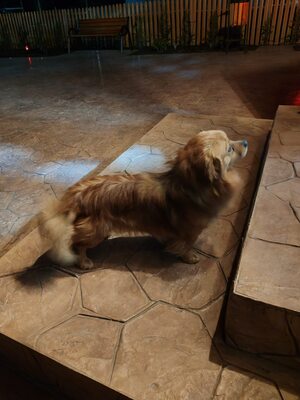 Filou, kleiner Sonnenschein auf der Suche nach seinem Glück, Mischling - Rüde