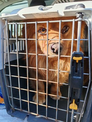 Filou, kleiner Sonnenschein auf der Suche nach seinem Glück, Mischling - Rüde