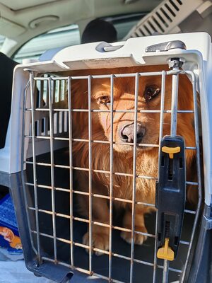 Filou, kleiner Sonnenschein auf der Suche nach seinem Glück, Mischling - Rüde