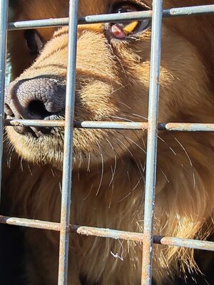 Filou, kleiner Sonnenschein auf der Suche nach seinem Glück, Mischling - Rüde