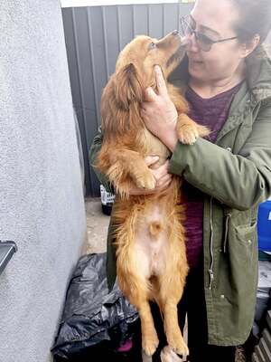 Filou, kleiner Sonnenschein auf der Suche nach seinem Glück, Mischling - Rüde