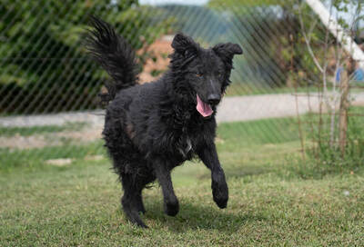 Filou - menschenbezogen, verschmust, verspielt, sehr aktiv und lebhaft, Mischling (Video-Link vorhanden) - Rüde
