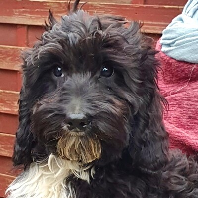 🐶Filou süßer Doodle Welpe wünscht sich sehr ein tolles Zuhause bei lieben Menschen 🐶, Doodle Welpen - Rüde