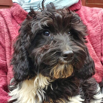 🐶Filou süßer Doodle Welpe wünscht sich sehr ein tolles Zuhause bei lieben Menschen 🐶, Doodle Welpen - Rüde