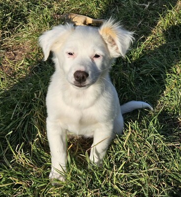 Fine, Mischlinge Welpen - Hündin