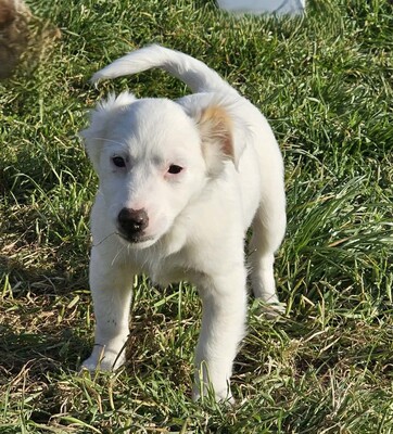 Fine, Mischlinge Welpen - Hündin